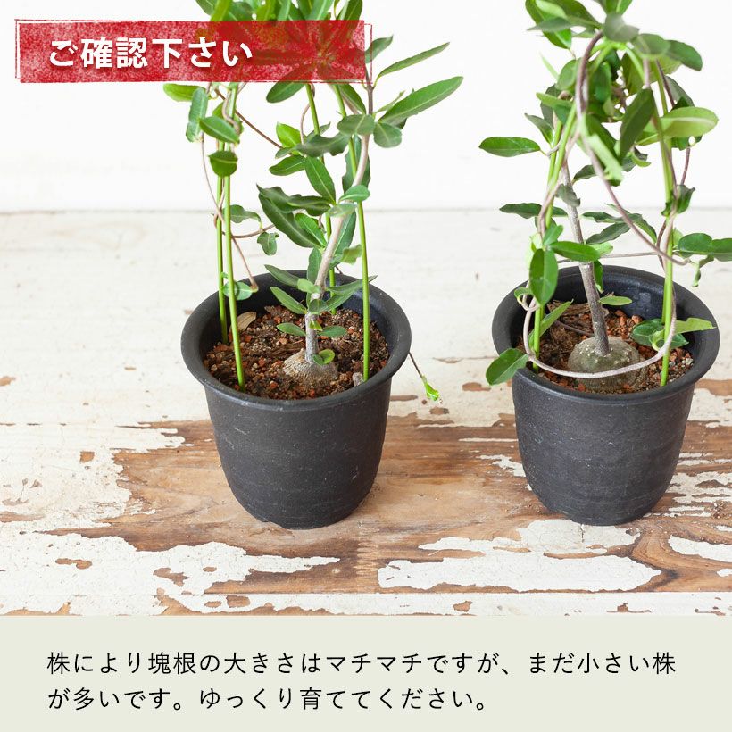火星人フォッケア｜育てやすく塊根を太らせやすい育て方付き