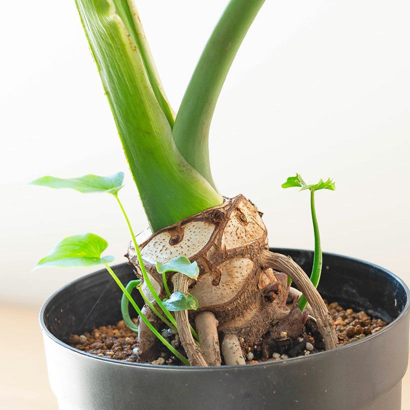 セローム根上がり｜ロングPOT植え替えバージョン：育て方付き