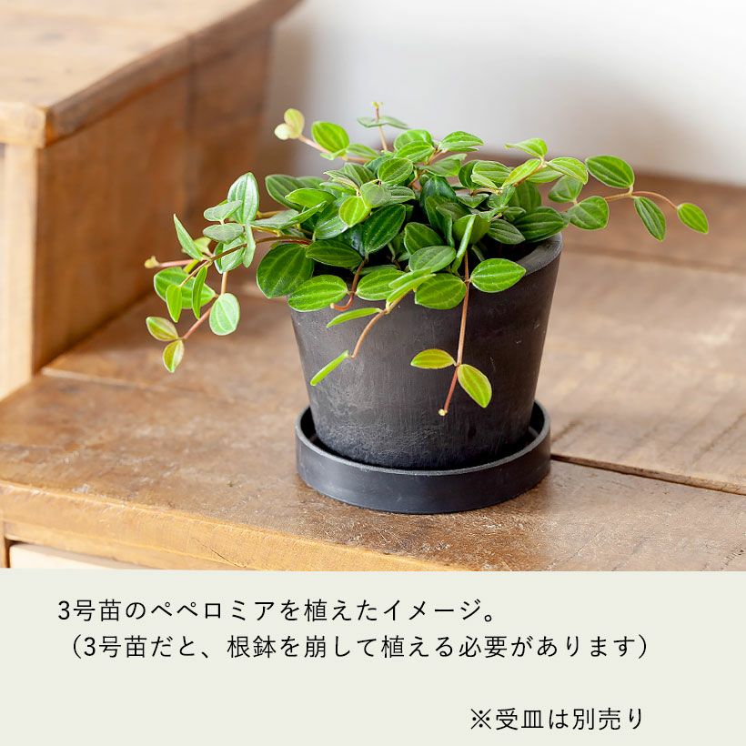ブラックPOT｜塊根植物やアガベに似合うプラスチック植木鉢