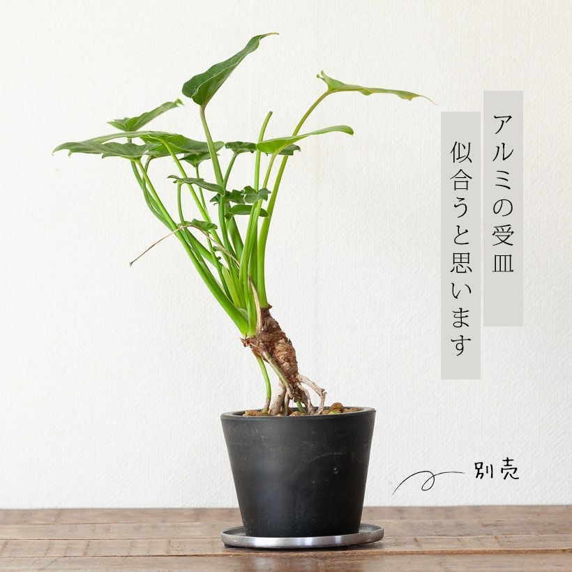 【直径20cm】手作植木鉢 陶器鉢 塊根植物 アガべ XXLサイズ B-76 ブラックPOT｜塊根植物やアガベに似合うプラスチック植木鉢