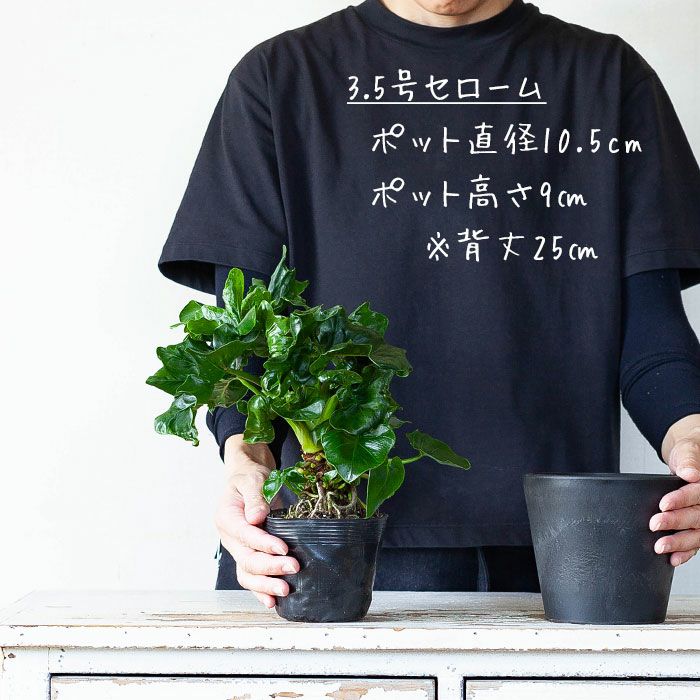 3.5号苗鉢カバーに最適！観葉植物の魅力を引き立てる樹脂POT