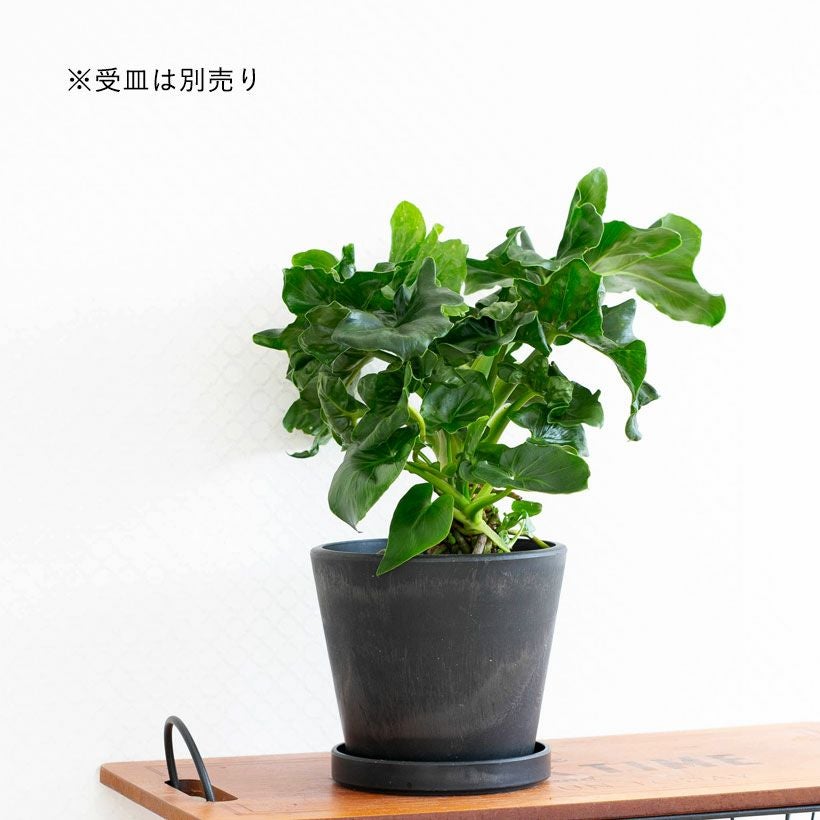 3.5号苗鉢カバーに最適！観葉植物の魅力を引き立てる樹脂POT