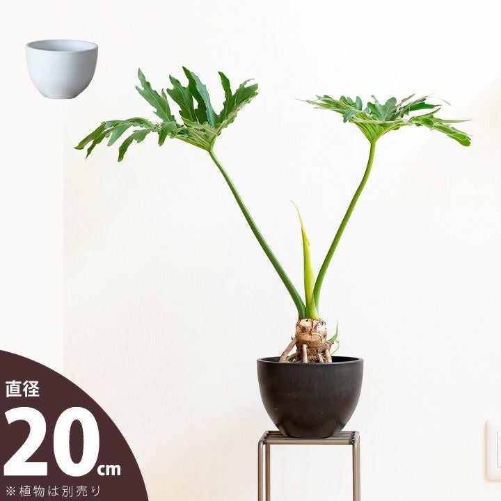 半円型おしゃれ植木鉢｜塊根植物などにも似合う鉢カバー