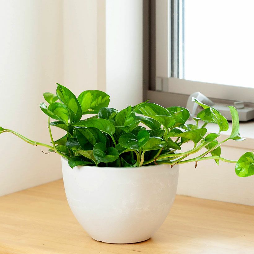 半円型おしゃれ植木鉢｜塊根植物などにも似合う鉢カバー