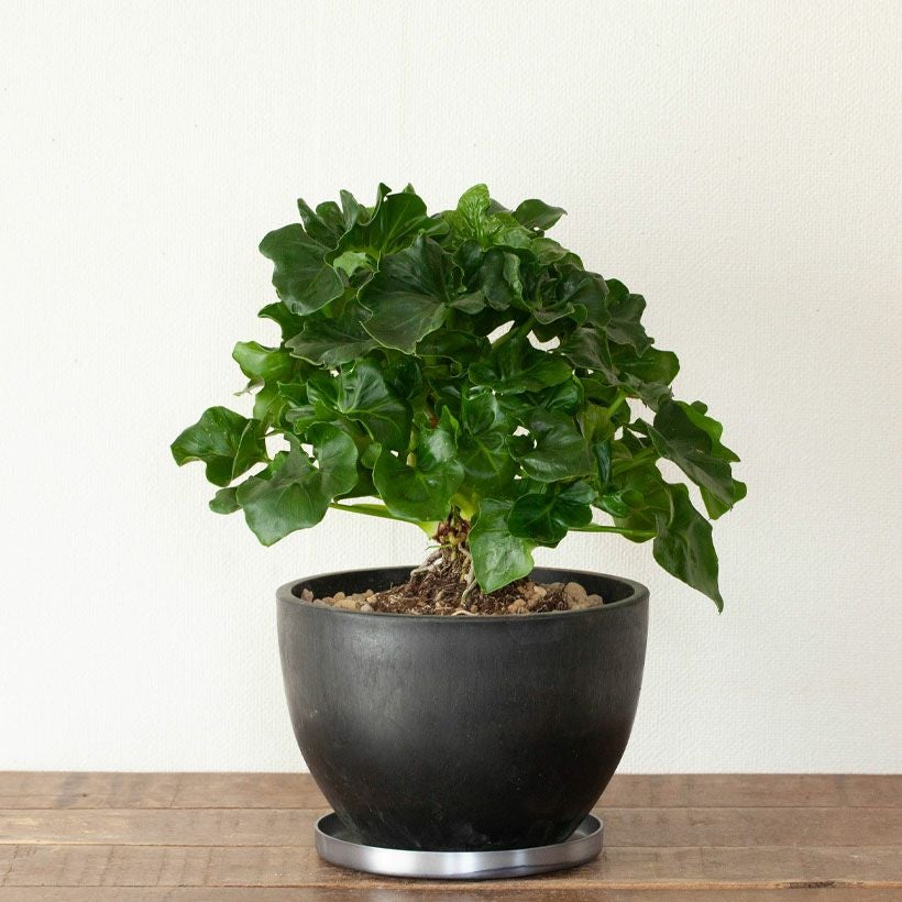 半円型おしゃれ植木鉢｜塊根植物などにも似合う鉢カバー