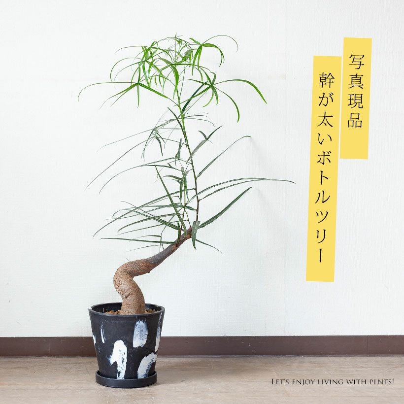 ボトルツリー太い幹に「曲がり」が付いたお洒落GREEN｜e花屋さん