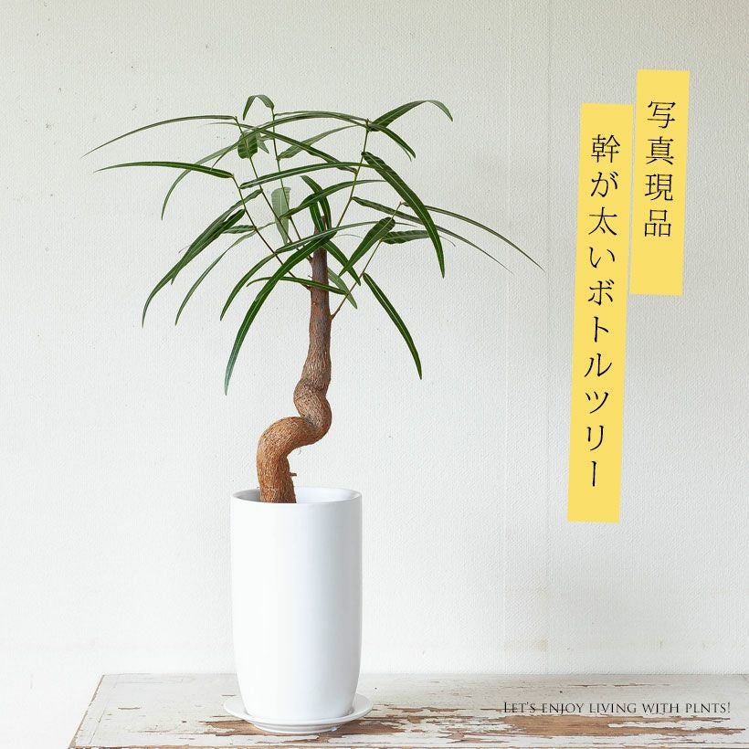 ボトルツリー育て方付き｜e花屋さん