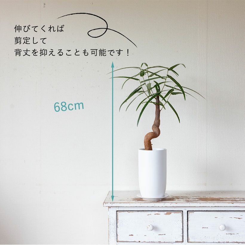 ボトルツリー育て方付き｜e花屋さん