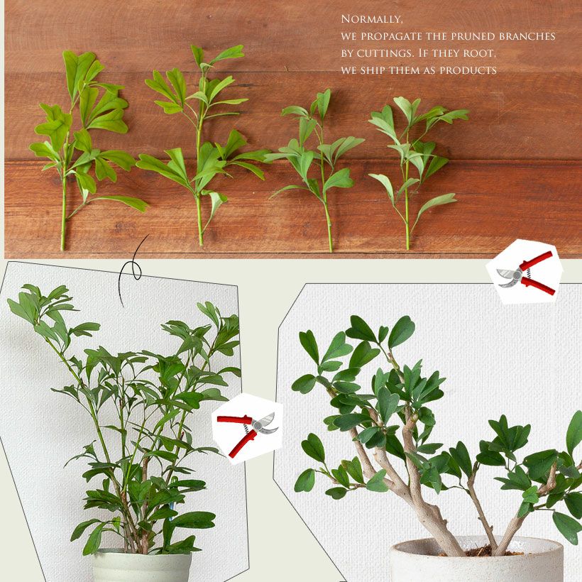 000000007127-03.jpg?size=l&w=