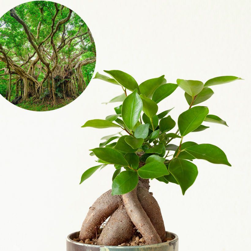 000000007200-03.jpg?size=l&w=