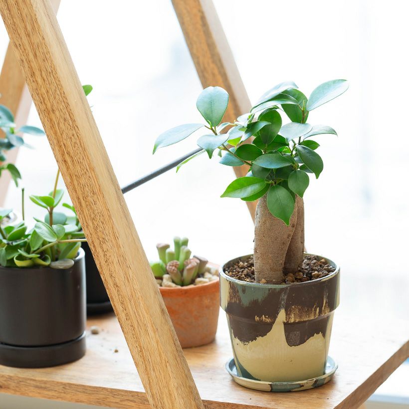 幸せを呼ぶ木」ガジュマル｜育て方付き！初心者おすすめ植物
