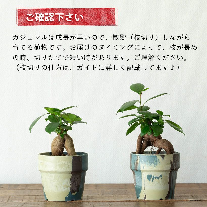 幸せを呼ぶ木」ガジュマル｜育て方付き！初心者おすすめ植物