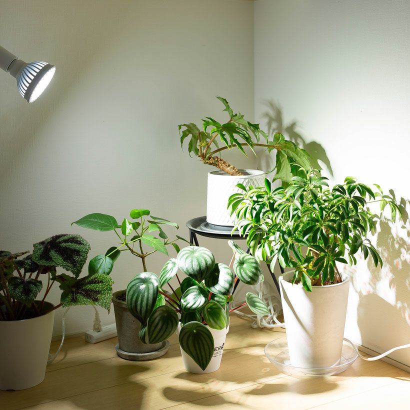 植物ライト：専用ソケット（デスククリップ）※ライト（電球）は商品に