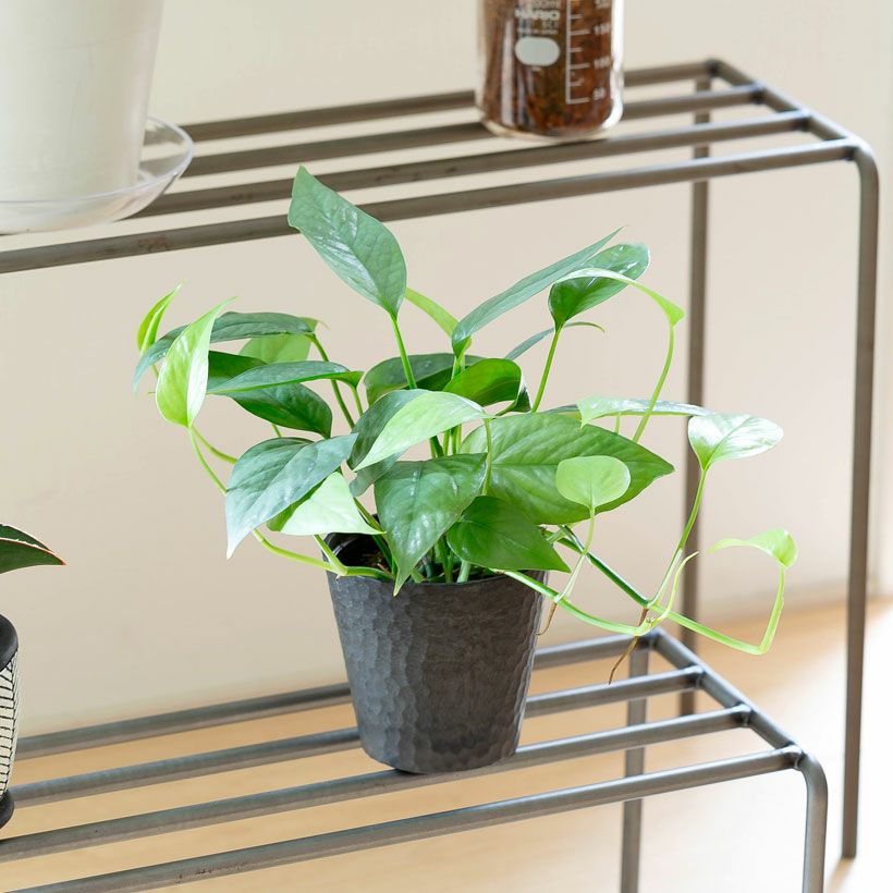 000000007259-01.jpg?size=l&w=