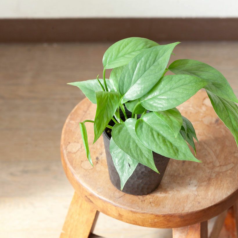 セブブルー｜ポトス同様エピプレナム属のつる性植物e-花屋さん