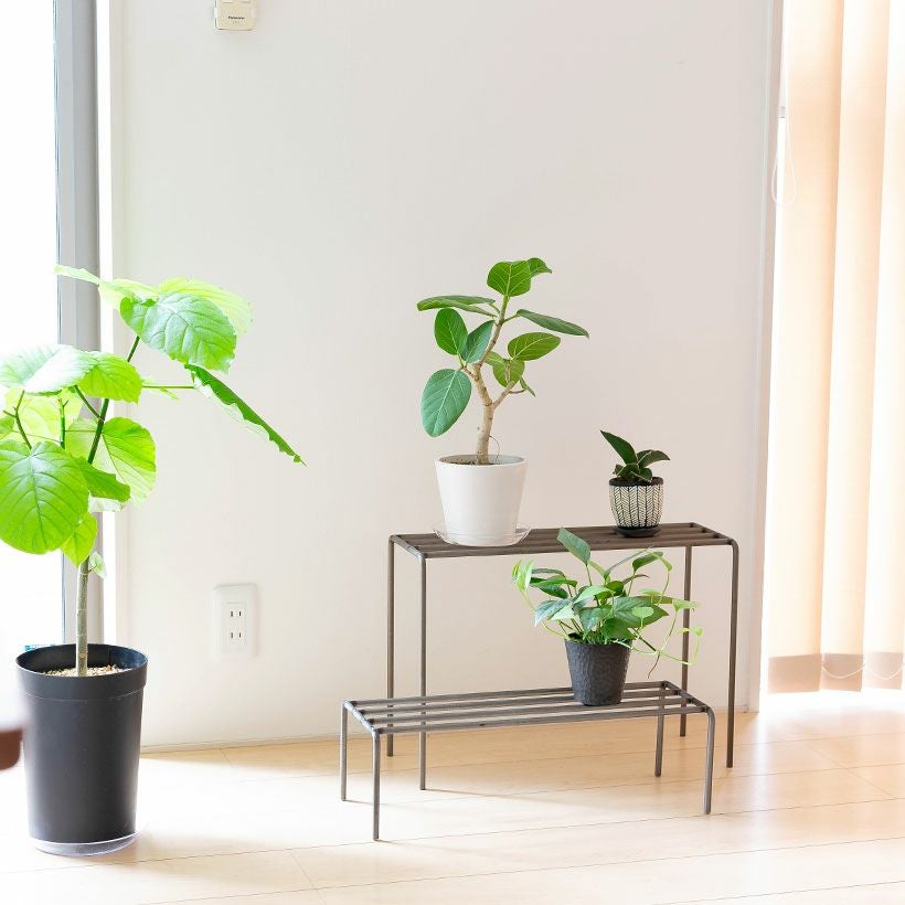 セブブルー｜ポトス同様エピプレナム属のつる性植物e-花屋さん