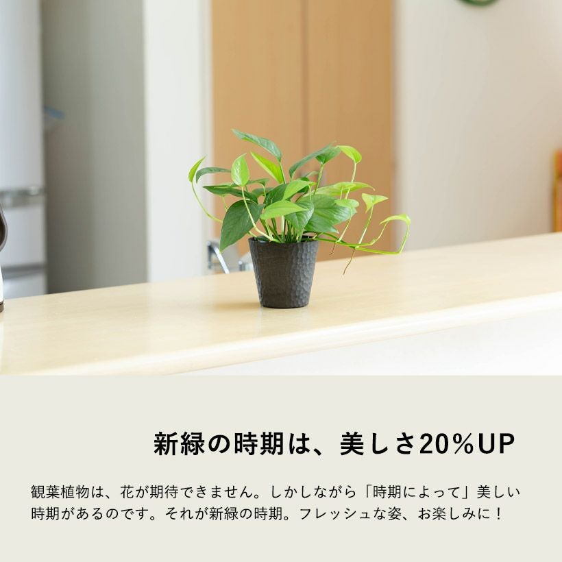 セブブルー｜ポトス同様エピプレナム属のつる性植物e-花屋さん