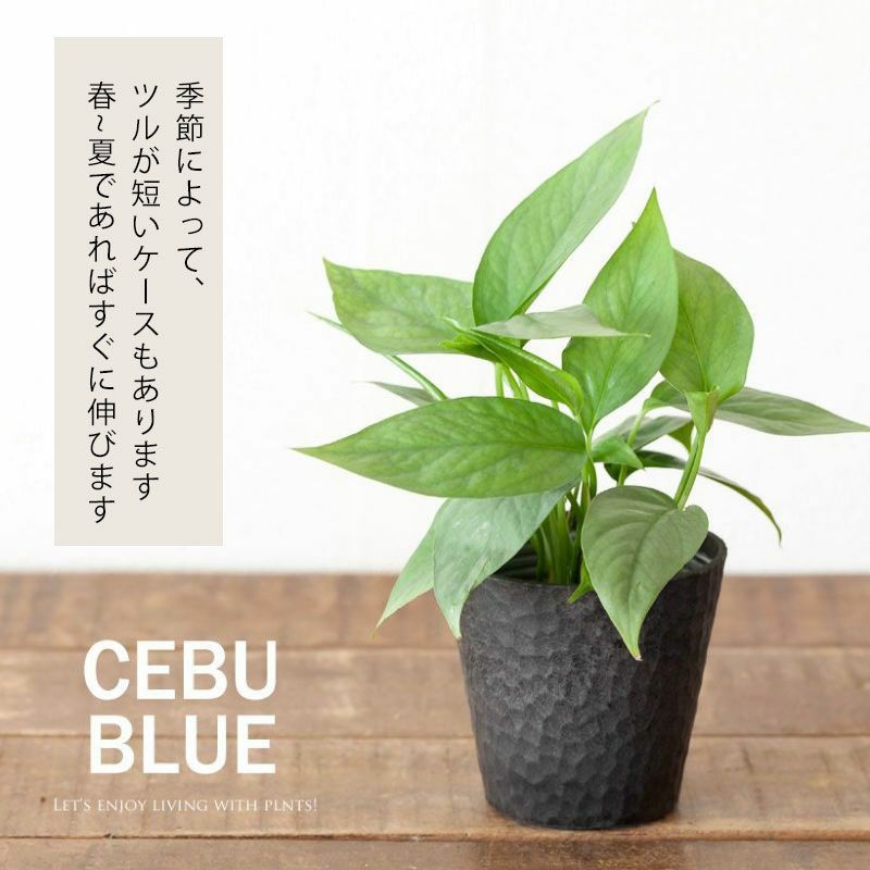 セブブルー｜ポトス同様エピプレナム属のつる性植物e-花屋さん