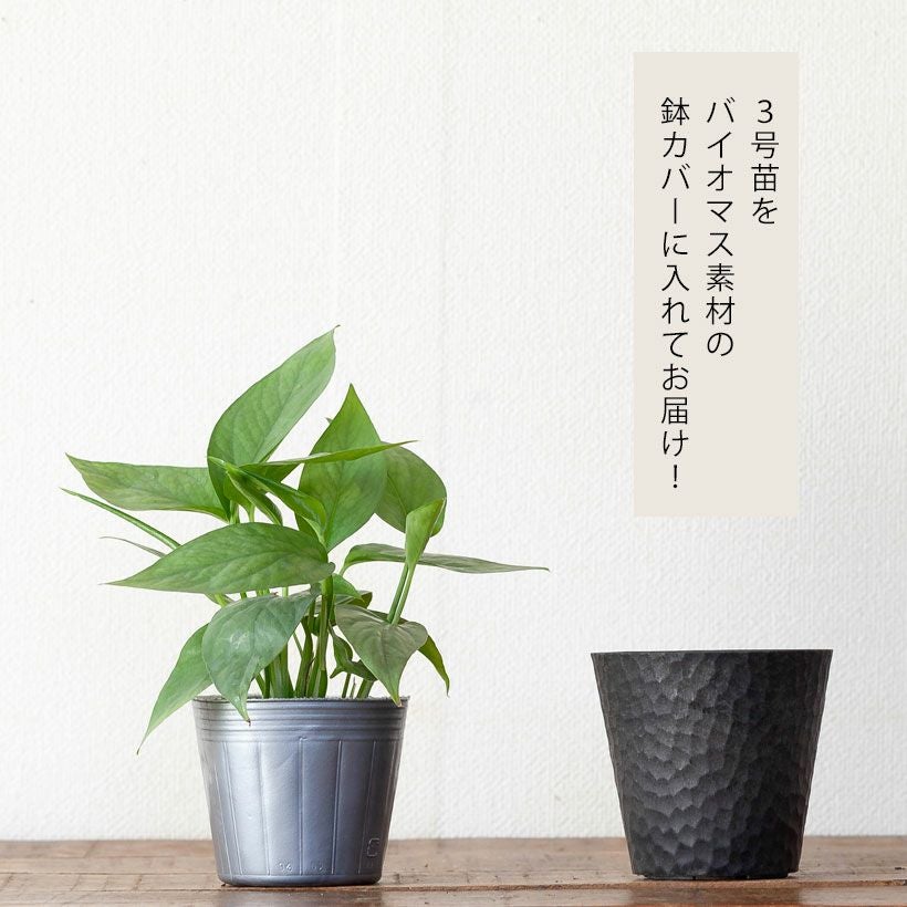 セブブルー｜ポトス同様エピプレナム属のつる性植物e-花屋さん