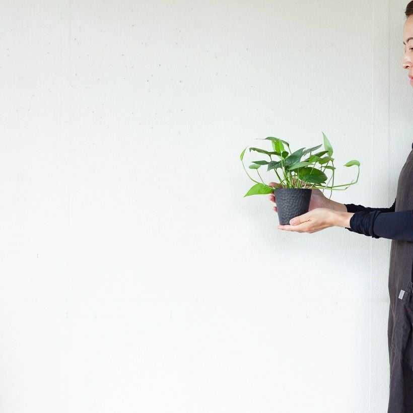 セブブルー｜ポトス同様エピプレナム属のつる性植物e-花屋さん