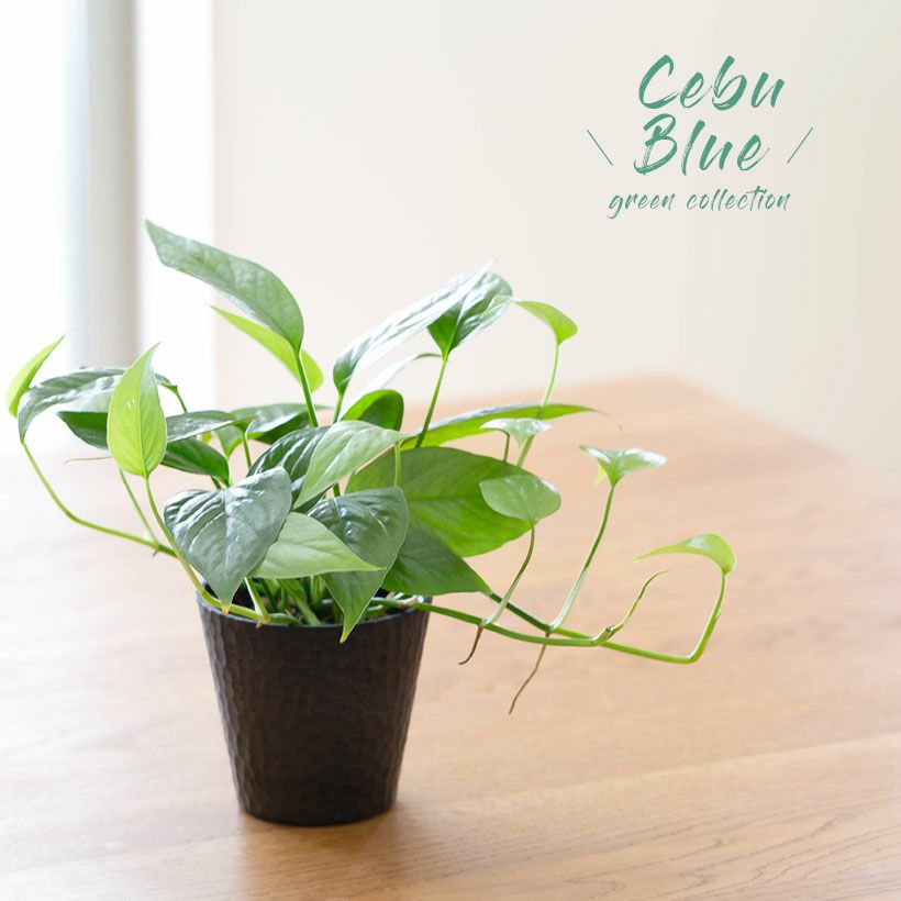 000000007259-09.jpg?size=l&w=