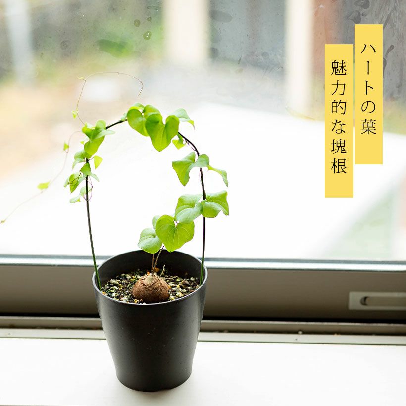 000000007265-02.jpg?size=l&w=