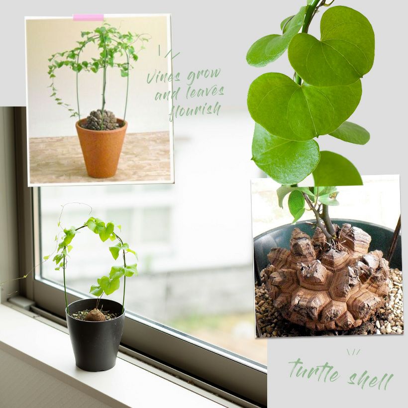 000000007265-03.jpg?size=l&w=