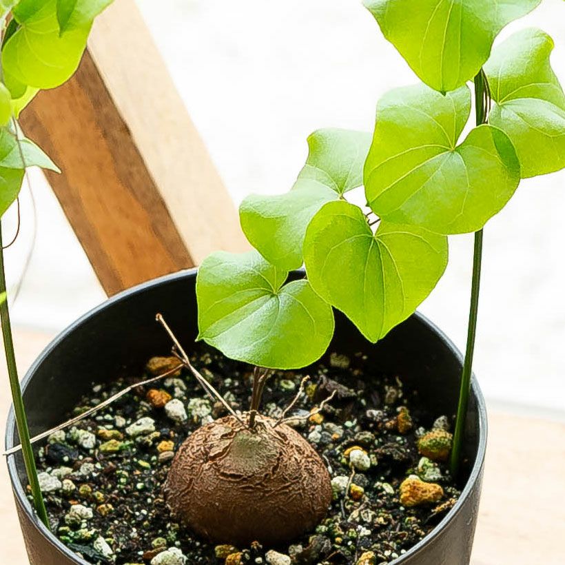 000000007265-04.jpg?size=l&w=