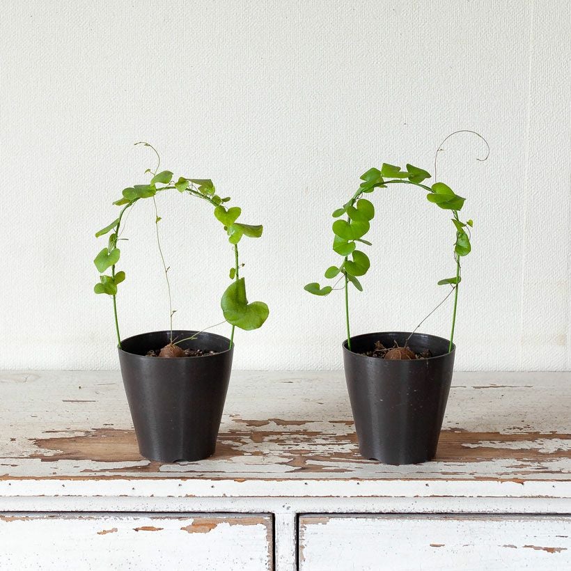 アフリカ亀甲竜｜葉っぱ際立つ行燈作り：育て方付き｜e花屋さん