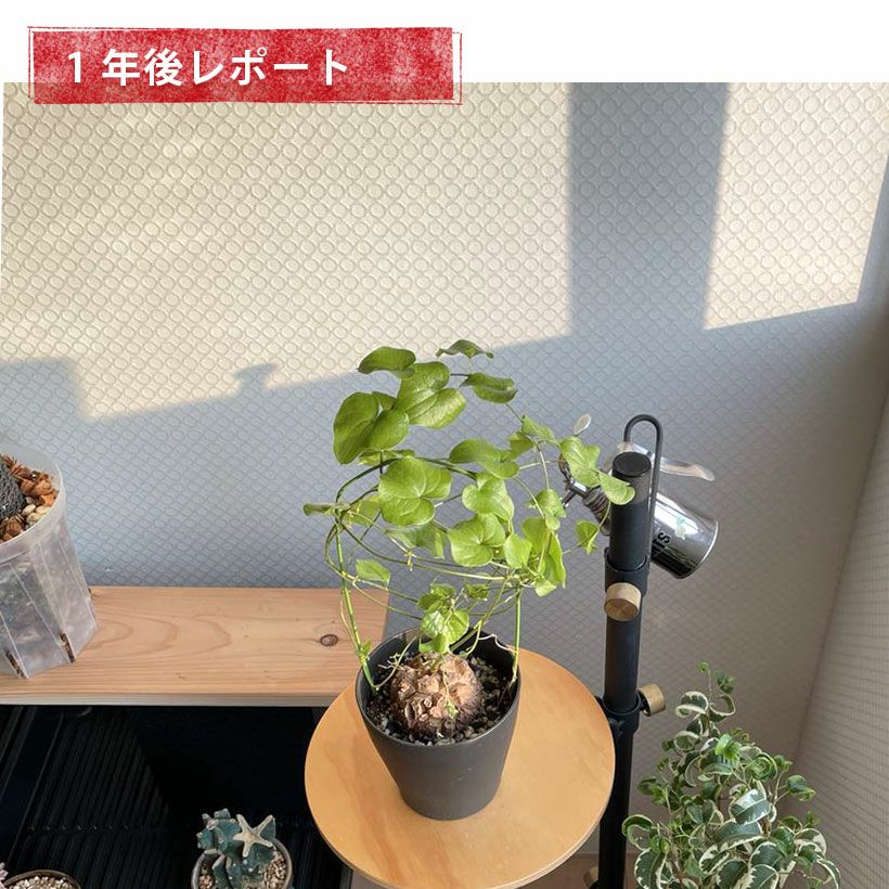 アフリカ亀甲竜｜葉っぱ際立つ行燈作り：育て方付き｜e花屋さん