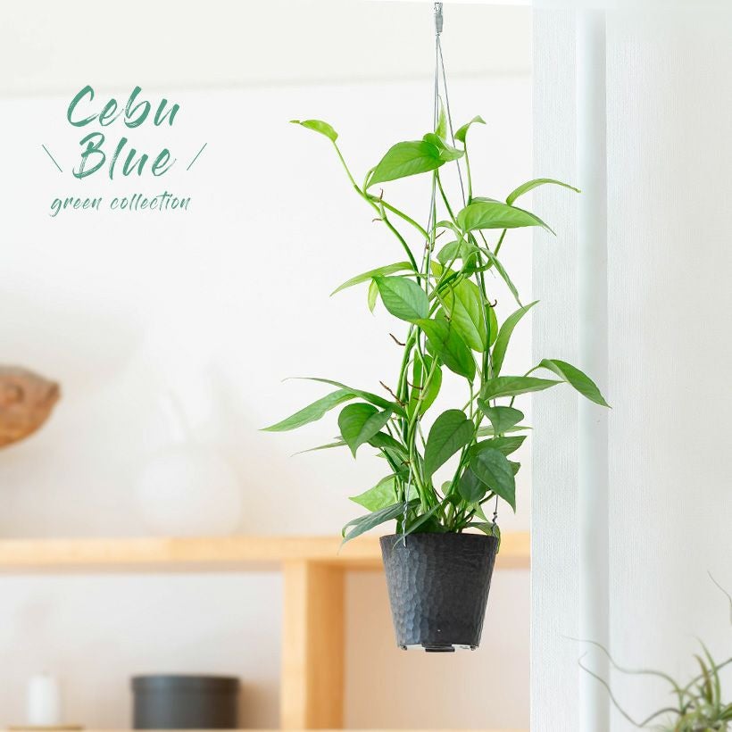 ポトス育て方、人気8種｜売切れも再販予定あり【予約受付】e花屋