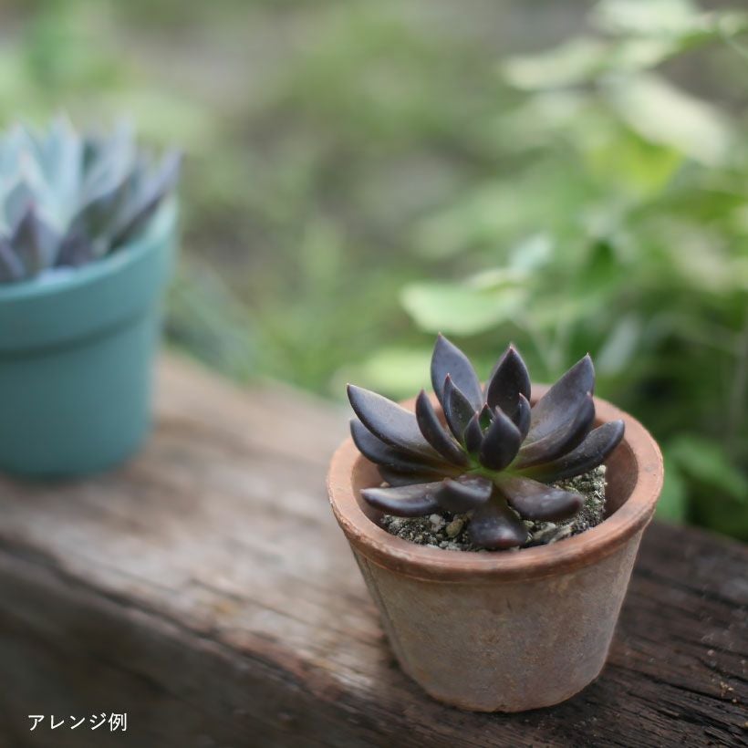 エケベリア・クロスケ｜ブラックプリンセス赤黒い魅力ある多肉