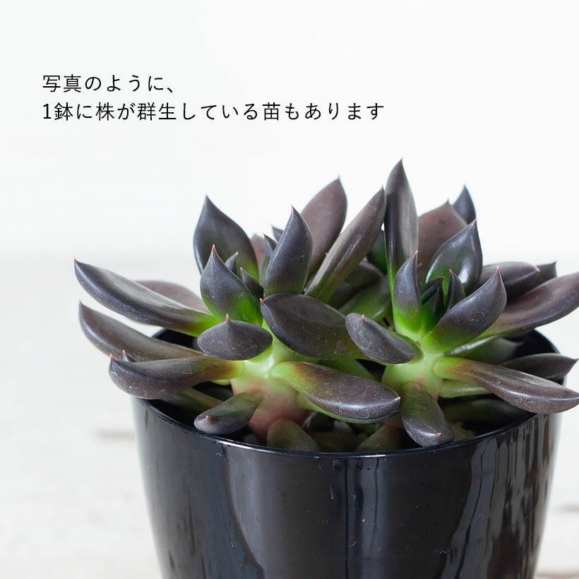 エケベリア・クロスケ｜ブラックプリンセス赤黒い魅力ある多肉