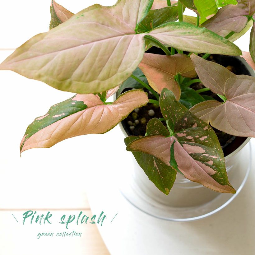 000000007300-01.jpg?size=l&w=