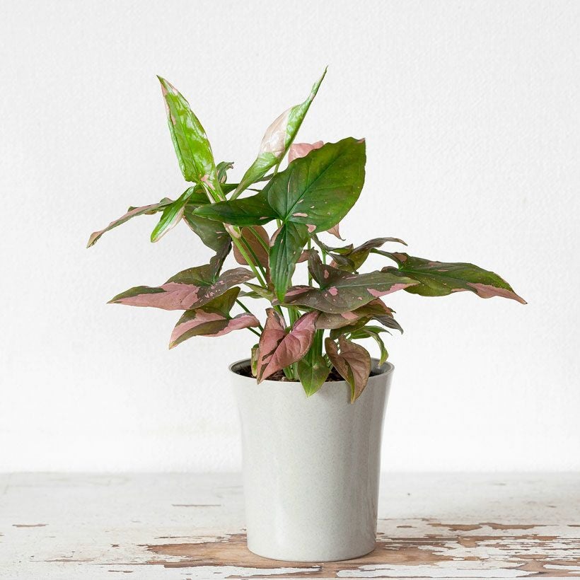 000000007300-03.jpg?size=l&w=