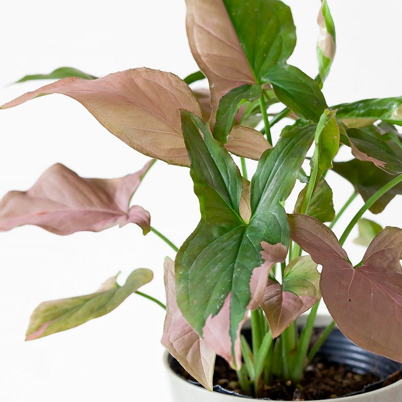 000000007300-06.jpg?size=l&w=