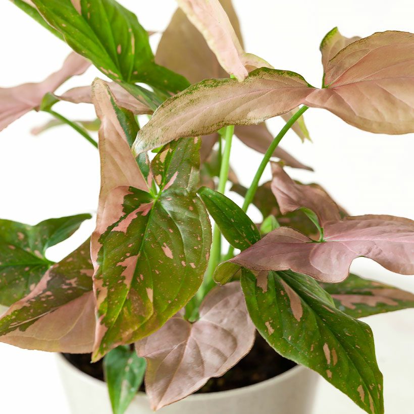 シンゴニウム・ピンクスプラッシュ｜選別を繰り返した希少種