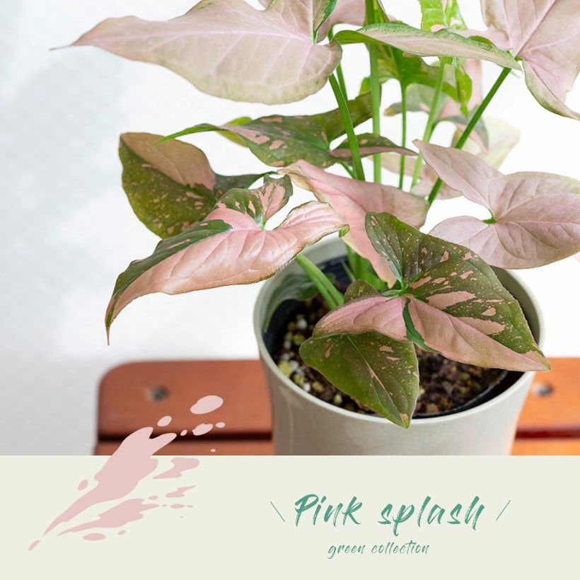 000000007300-10.jpg?size=l&w=