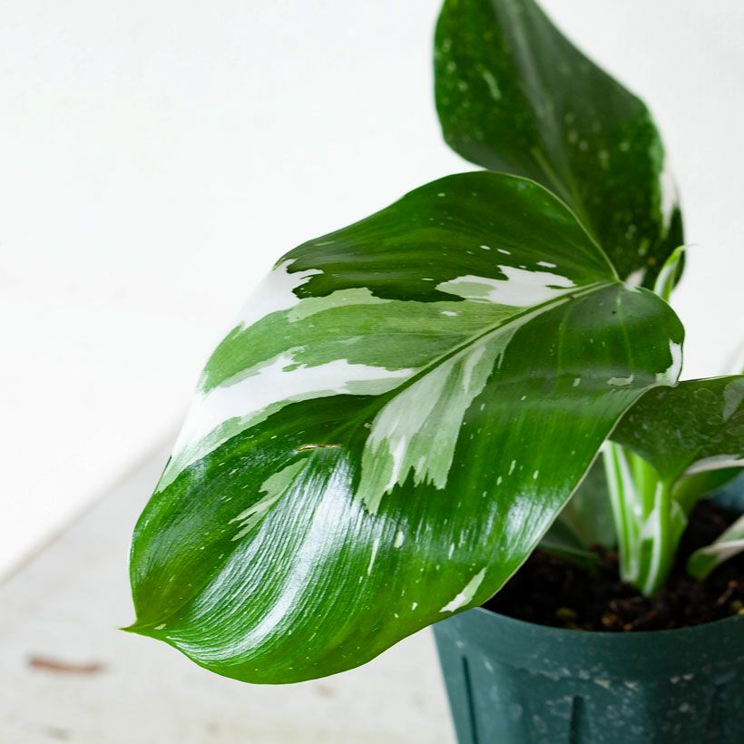 フィロデンドロン・ホワイトウィザード白斑が美しい希少品種