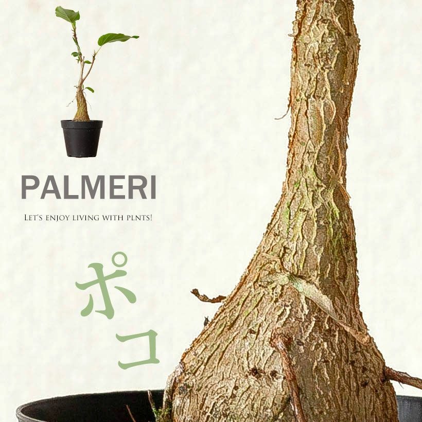 フィカス・パルメリー｜株元が塊根植物のように膨れる希少植物
