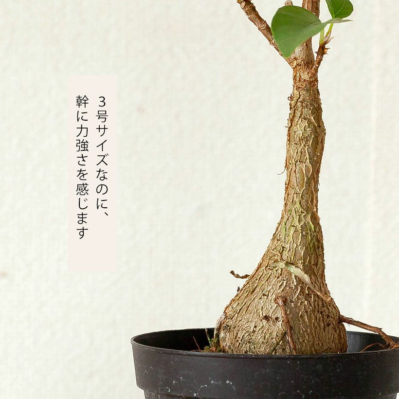 フィカス・パルメリー｜株元が塊根植物のように膨れる希少植物