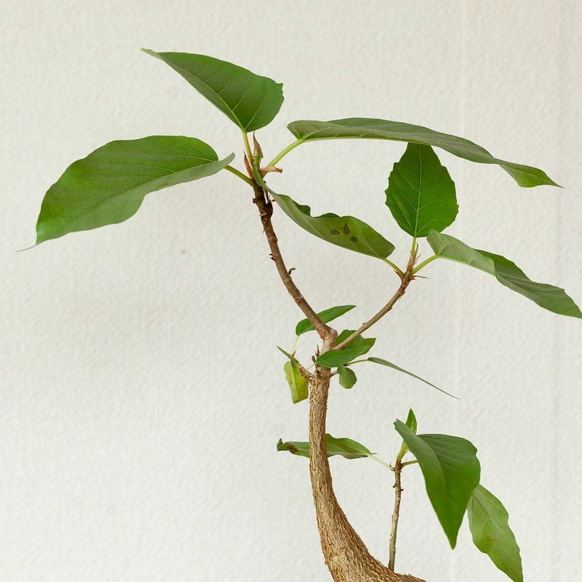 フィカス・パルメリー｜株元が塊根植物のように膨れる希少植物