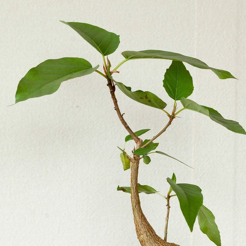 フィカス・パルメリー｜株元が塊根植物のように膨れる希少植物
