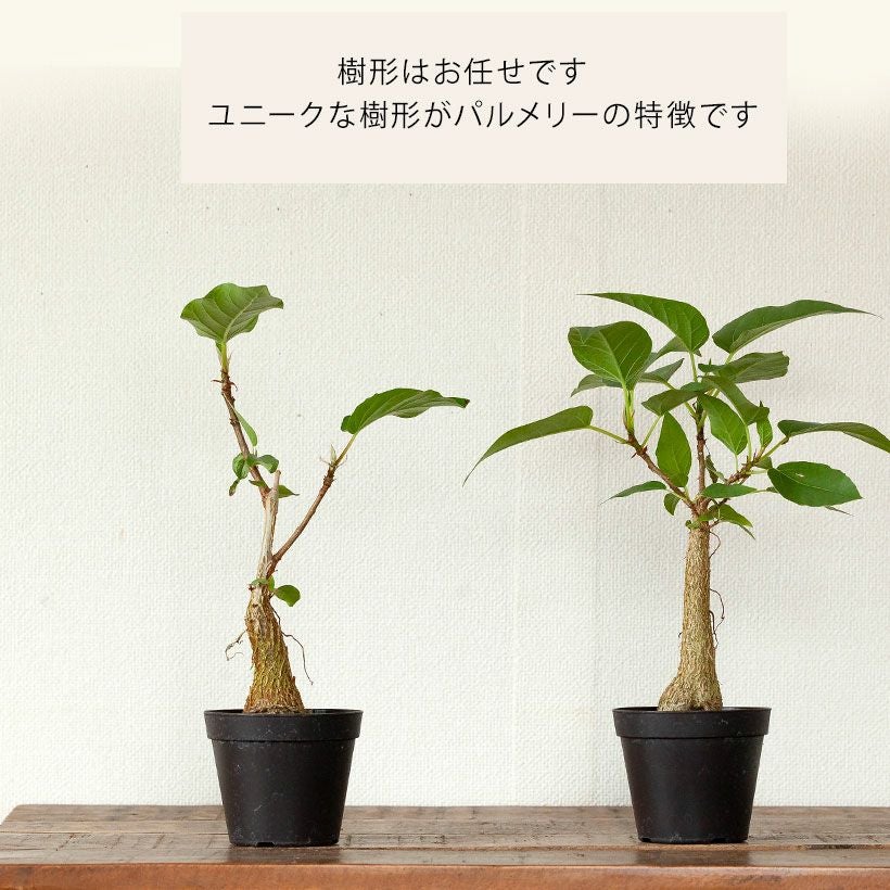 フィカス・パルメリー｜株元が塊根植物のように膨れる希少植物