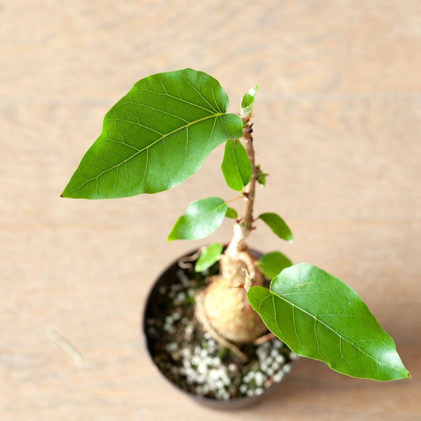 フィカス・パルメリー｜株元が塊根植物のように膨れる希少植物