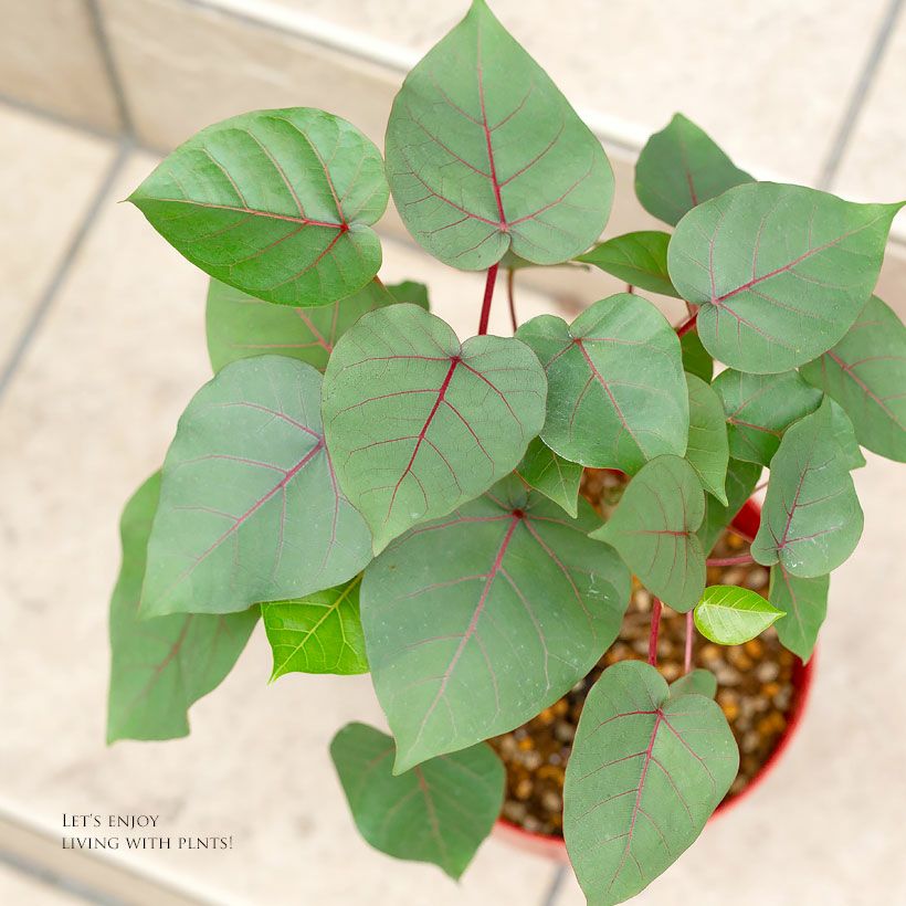 フィカス・ペティオラリスの葉の画像