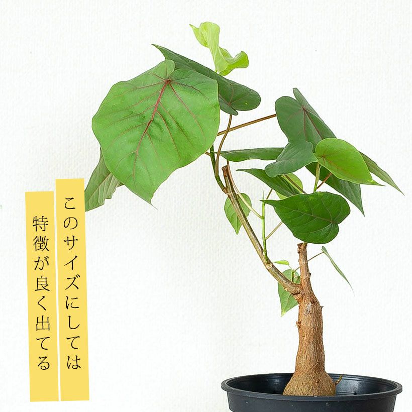 フィカスペティオラリス葉柄から葉脈にかけ赤く染まる植物