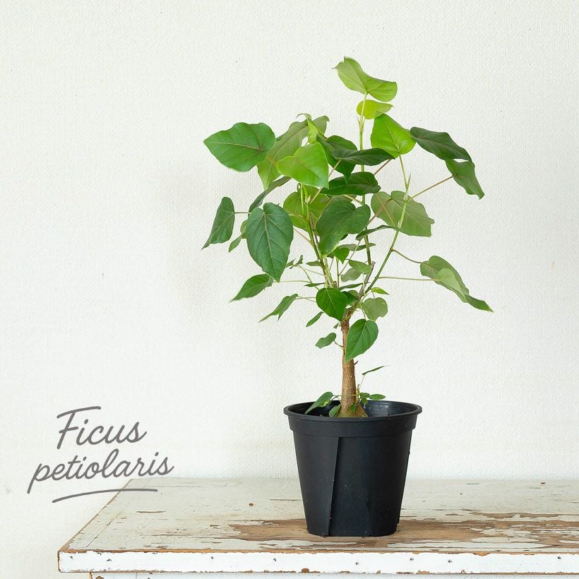 フィカスペティオラリス葉柄から葉脈にかけ赤く染まる植物