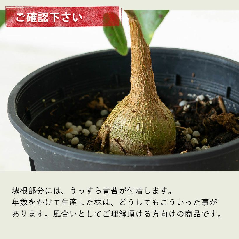 フィカスペティオラリス葉柄から葉脈にかけ赤く染まる植物