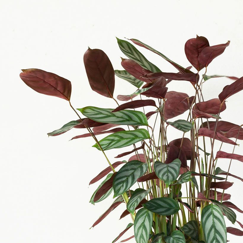 クテナンテ・セトサ｜シルバーグレーの葉が美しい観葉植物